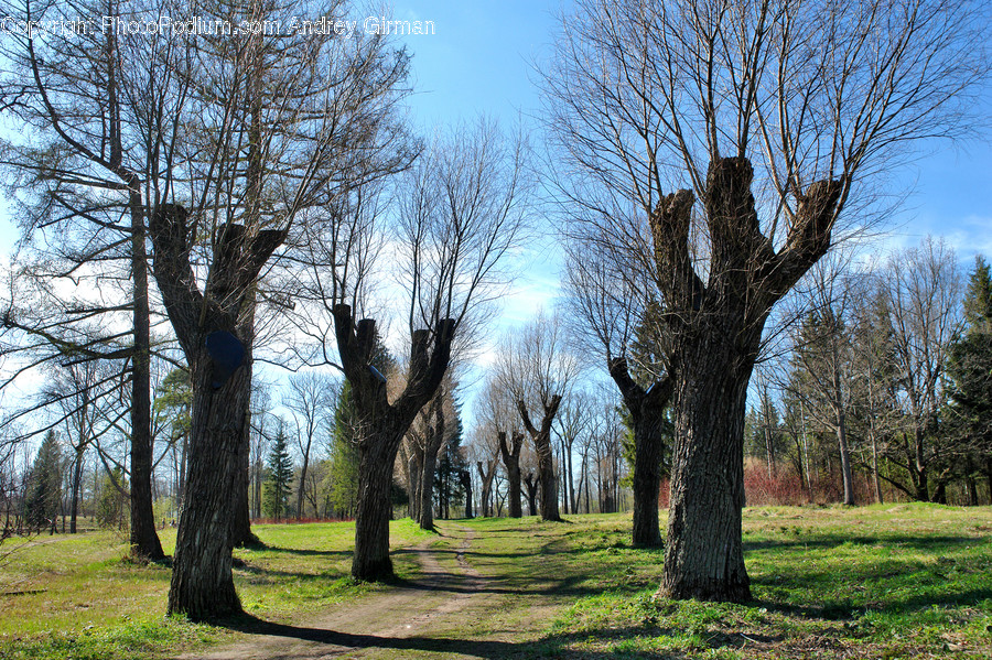 Tree, Plant, Tree Trunk, Ground, Grass