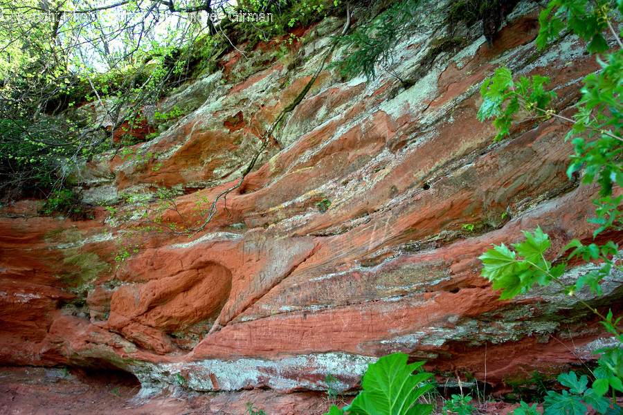 Plant, Tree, Leaf, Outdoors, Tree Trunk