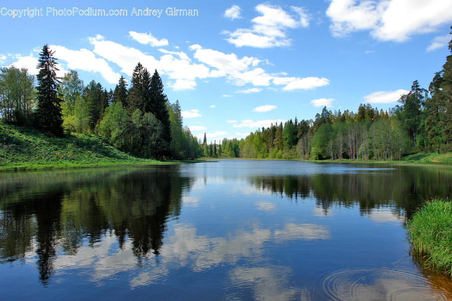 Water, Nature, Outdoors, Fir, Abies