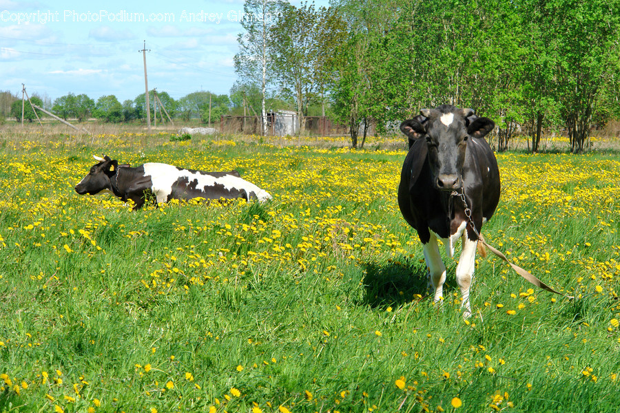 Mammal, Animal, Cattle, Cow, Nature