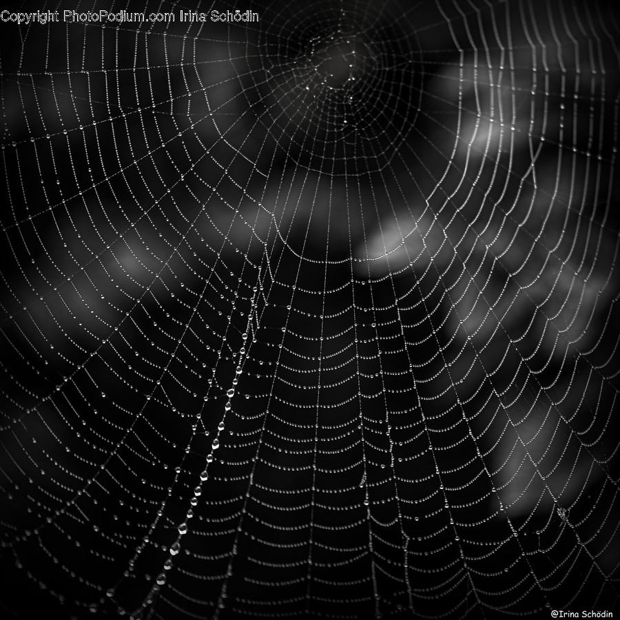 Spider Web