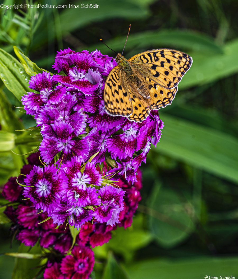 Animal, Invertebrate, Butterfly, Insect, Monarch