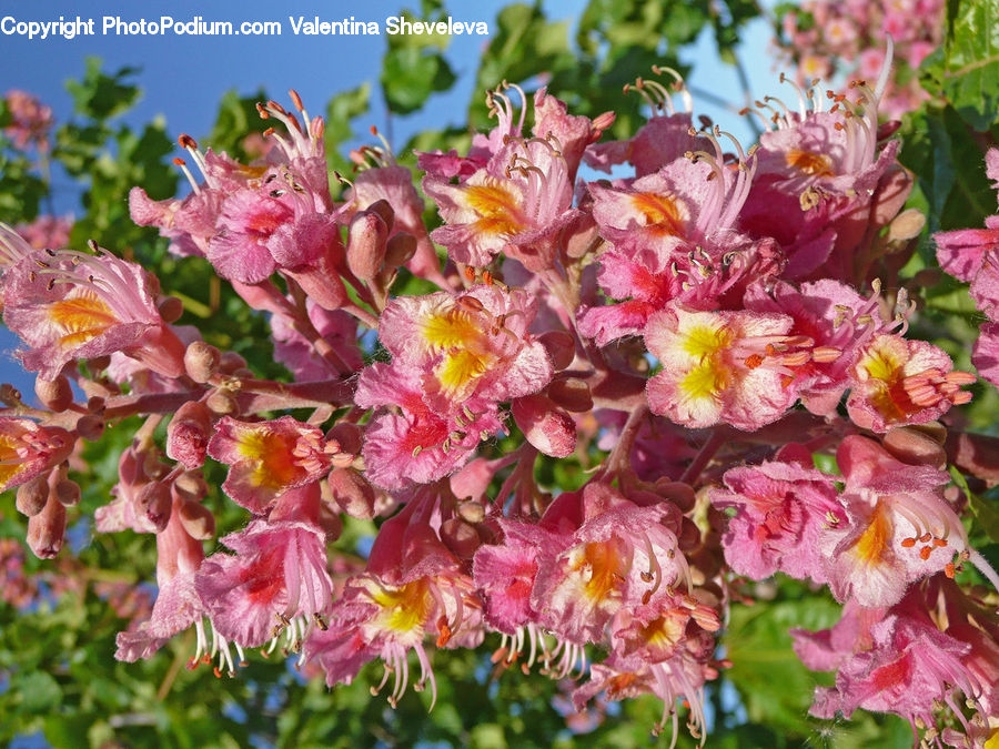 Blossom, Flora, Flower, Plant, Petal, Flower Arrangement, Flower Bouquet