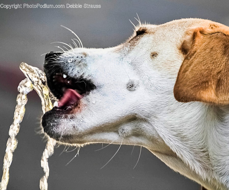 Animal, Mammal, Pet, Canine, Dog