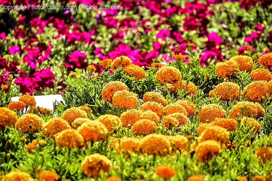 Plant, Flower, Blossom, Petal, Spring