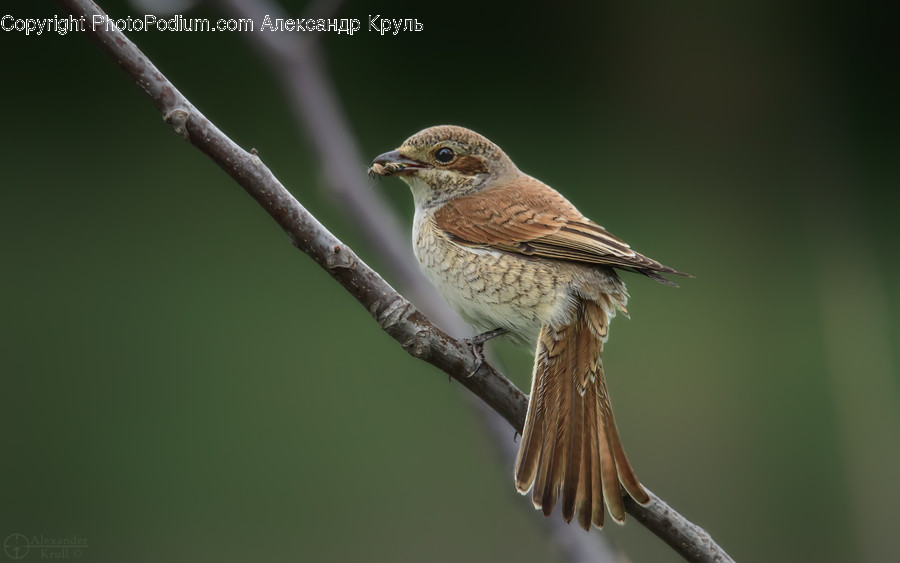 Bird, Animal, Anthus, Wren, Finch