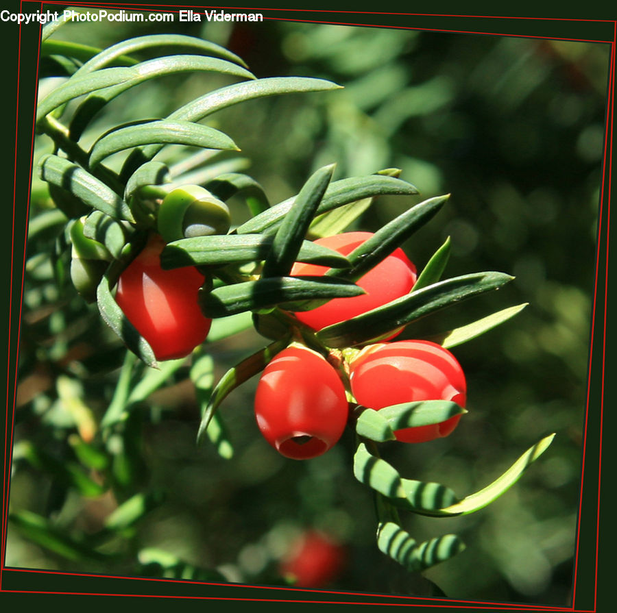 Conifer, Plant, Tree, Wood, Yew, Fir, Blossom