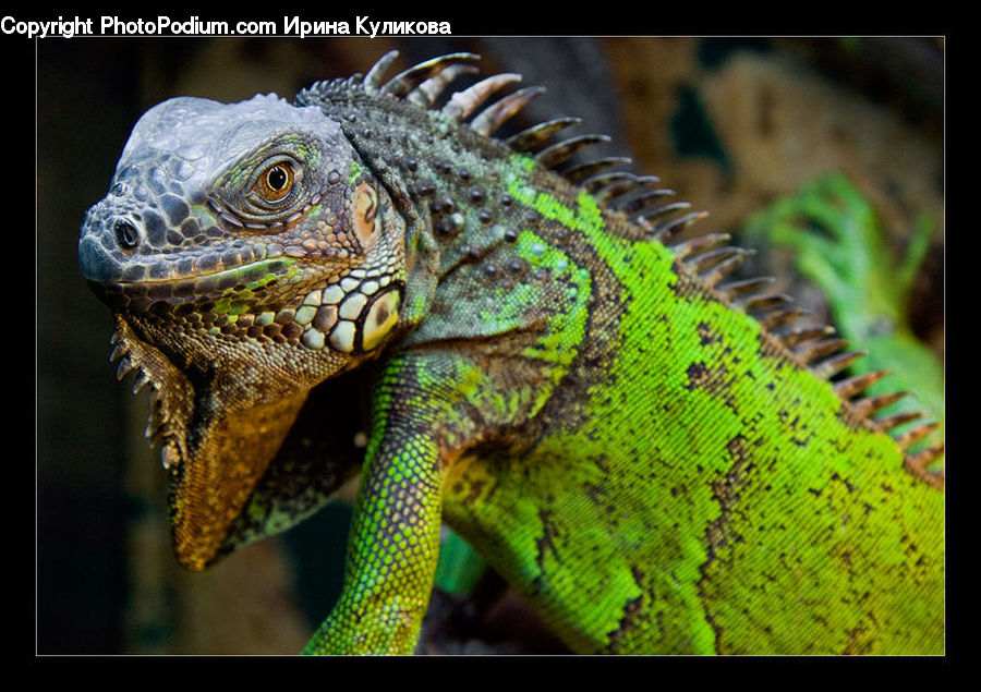 Iguana, Lizard, Reptile, Fish, Sea Life, Invertebrate, Sea Anemone