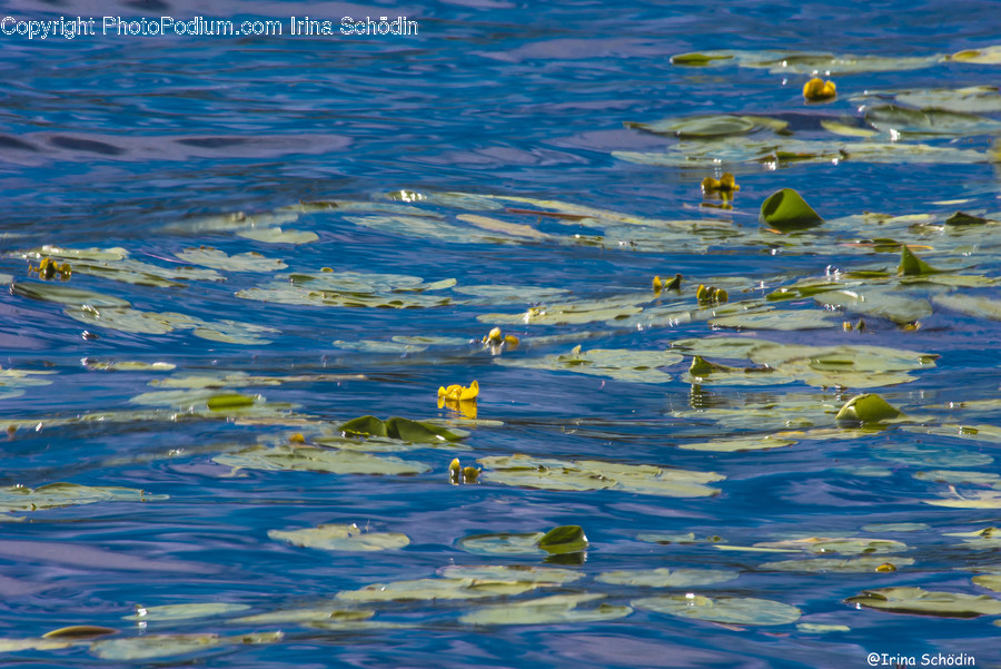 Water, Outdoors, Plant, Ripple, Nature