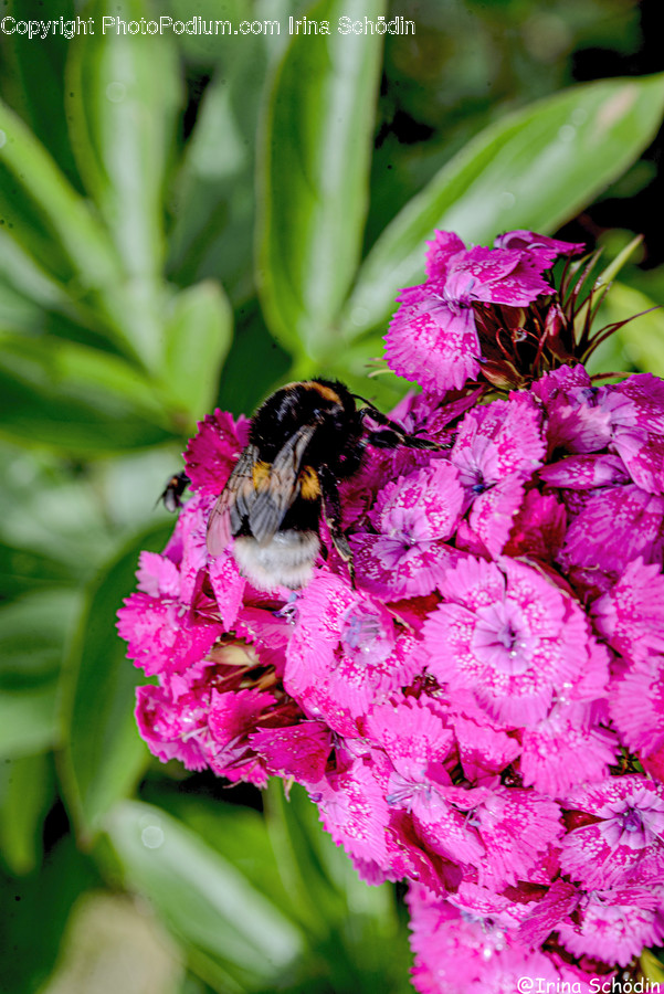 Apidae, Animal, Insect, Invertebrate, Bee