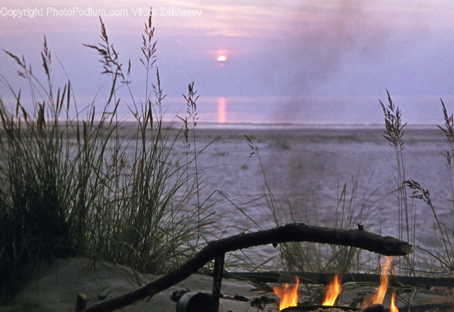 Fire, Grass, Plant, Flame, Bonfire