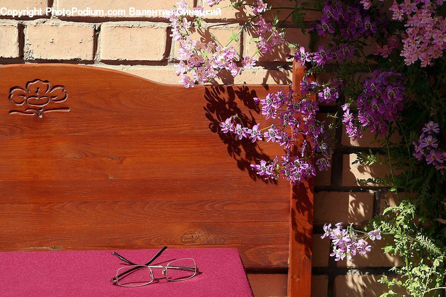 Plant, Potted Plant, Blossom, Flower, Lilac, Gift, Aster