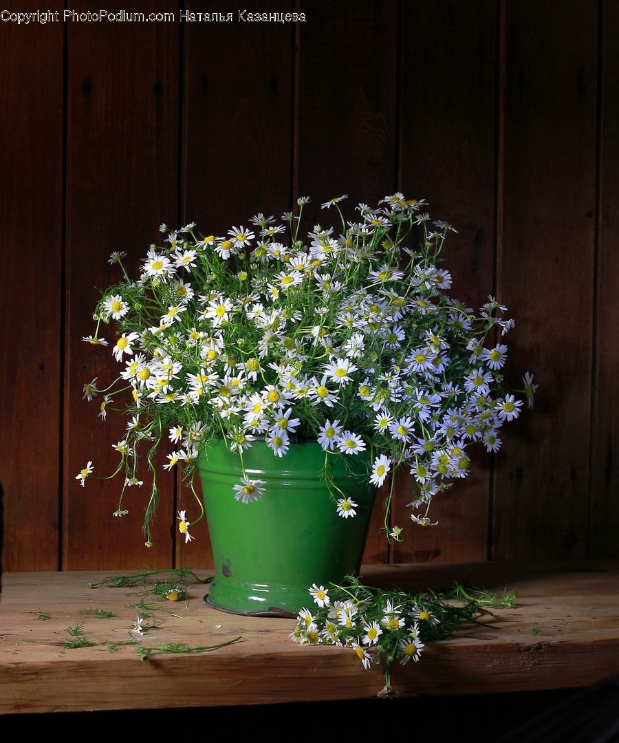 Plant, Blossom, Flower, Flower Arrangement, Flower Bouquet