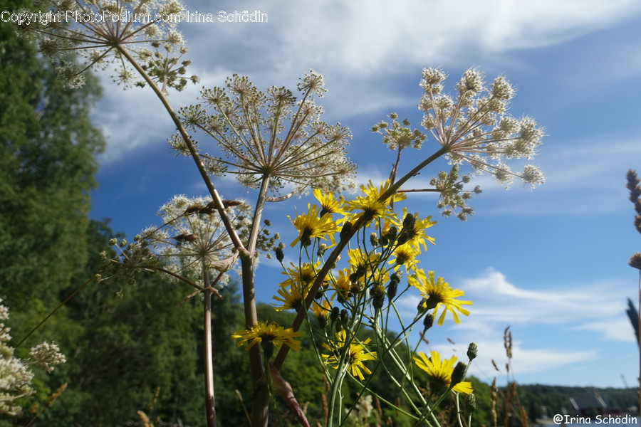 Plant, Flower, Blossom, Apiaceae, Daisies