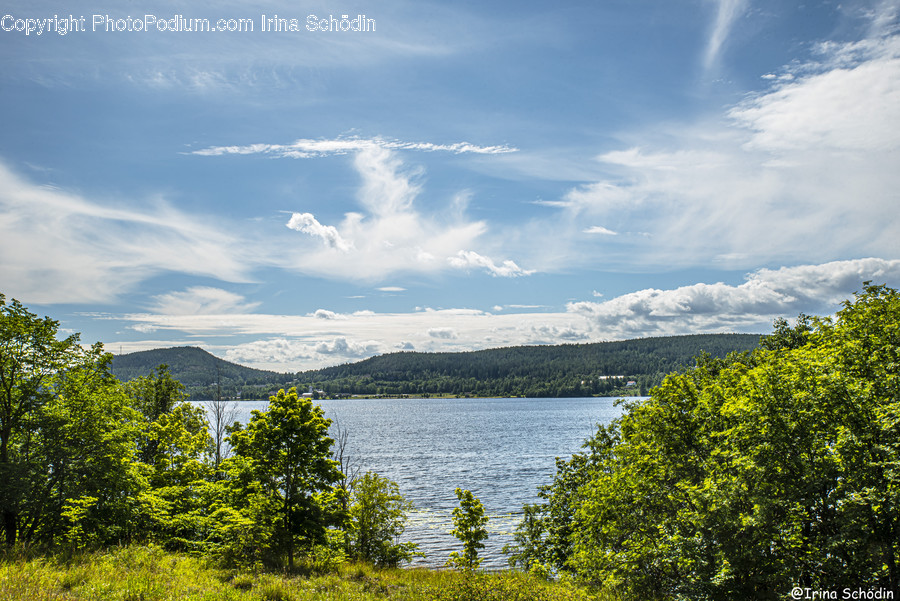 Nature, Outdoors, Water, Abies, Fir