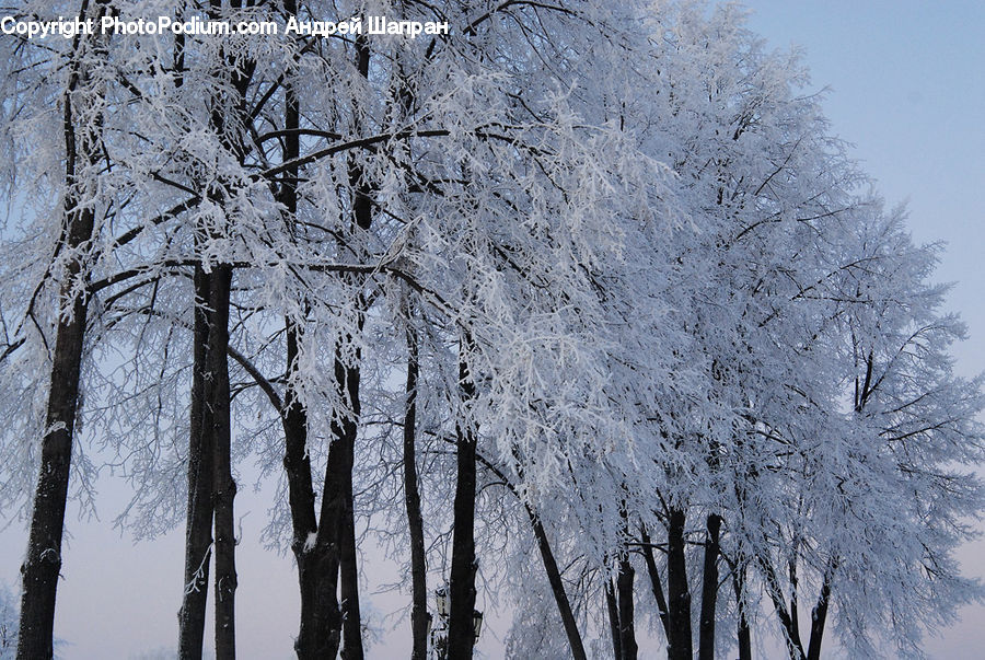 Frost, Ice, Outdoors, Snow, Birch, Tree, Wood