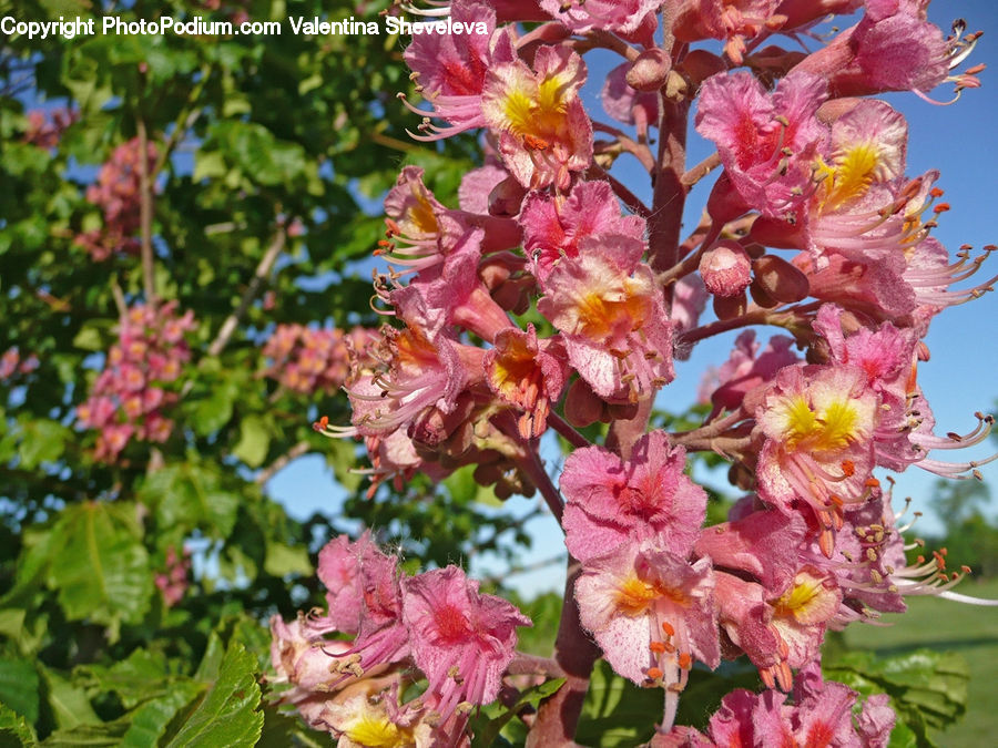 Blossom, Flora, Flower, Plant, Vine, Gladiolus, Cherry Blossom