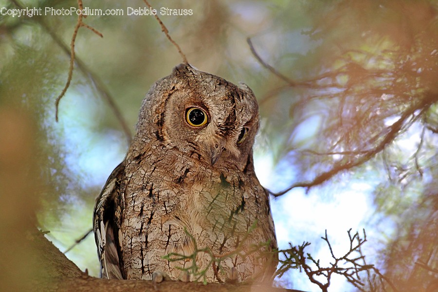 Lizard, Reptile, Animal, Owl, Bird