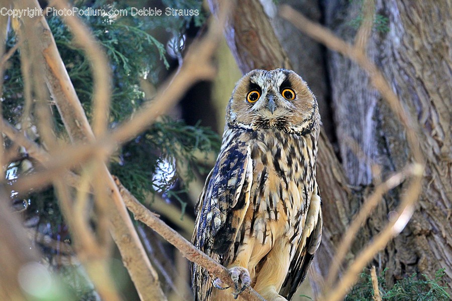 Bird, Animal, Owl, Beak