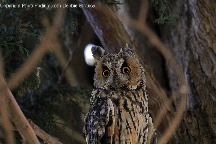 Bird, Animal, Owl