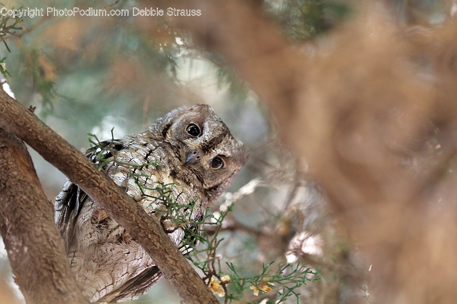 Reptile, Animal, Lizard, Bird, Owl