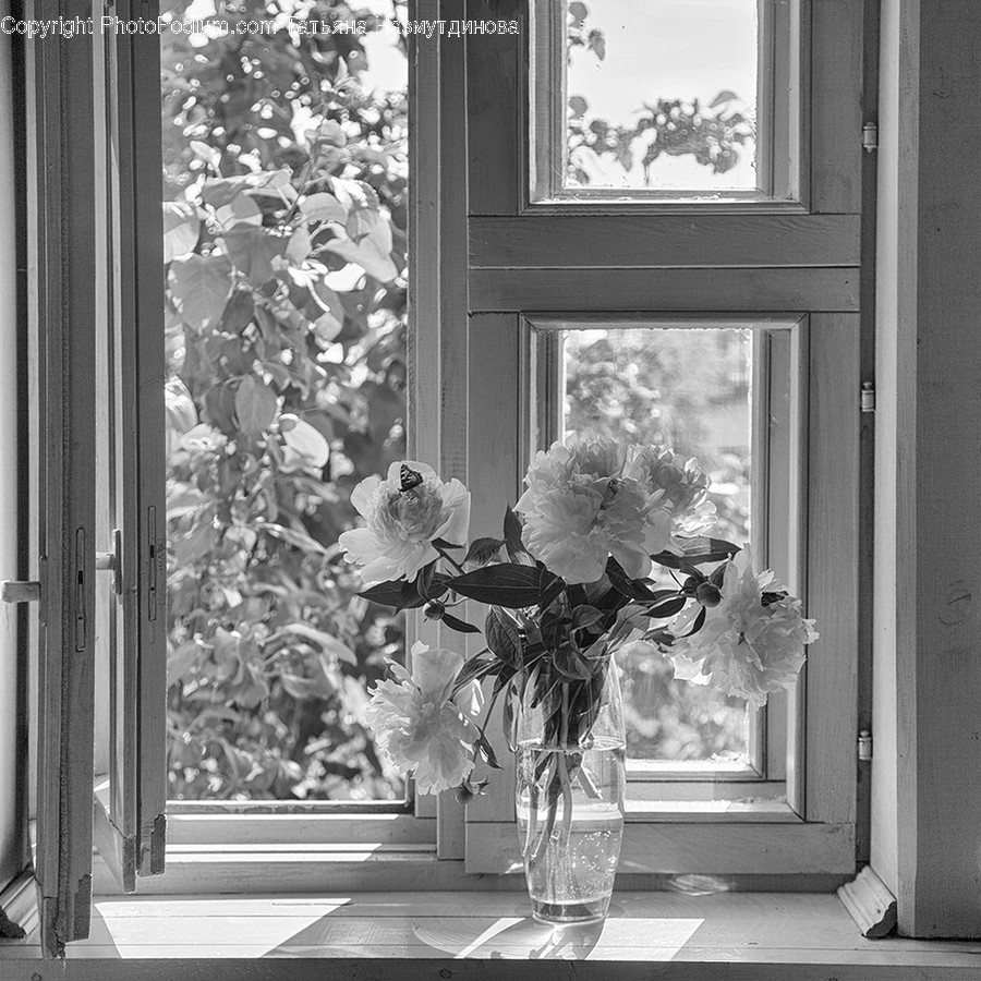 Plant, Flower, Blossom, Flower Arrangement, Window