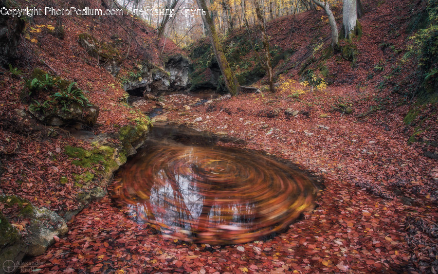 Nature, Water, Outdoors, Land, Leaf