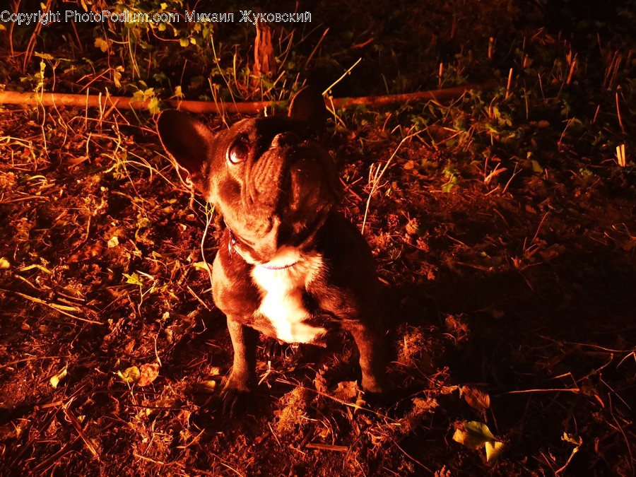 Bonfire, Fire, Flame, Dog, Mammal