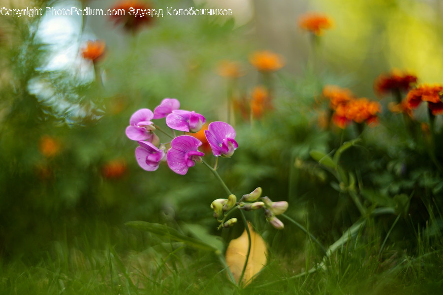 Flower, Blossom, Plant, Geranium, Petal