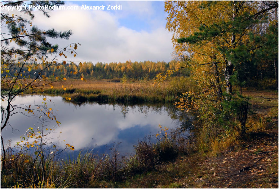 Forest, Grove, Land, Outdoors, Pond, Water, Vegetation