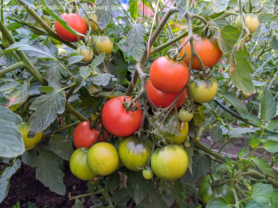 Plant, Produce, Fruit, Persimmon, Food