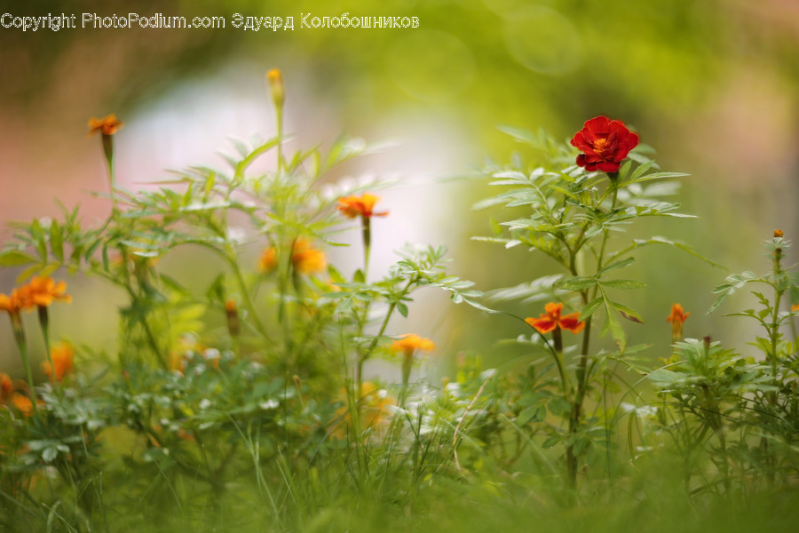 Plant, Blossom, Flower, Daisy, Daisies