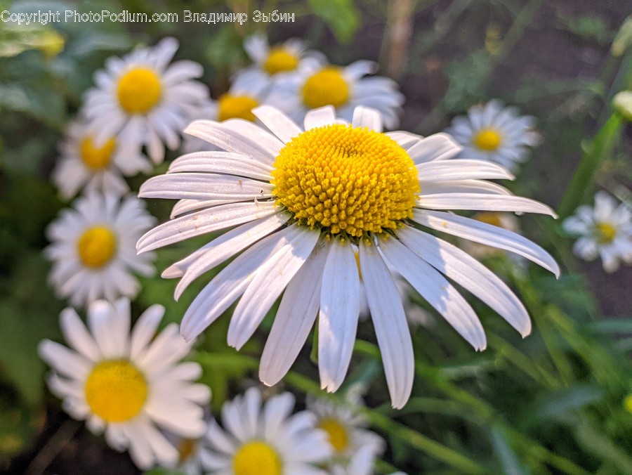 Plant, Daisies, Daisy, Blossom, Flower