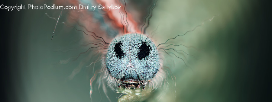 Photography, Photo, Animal, Insect, Invertebrate