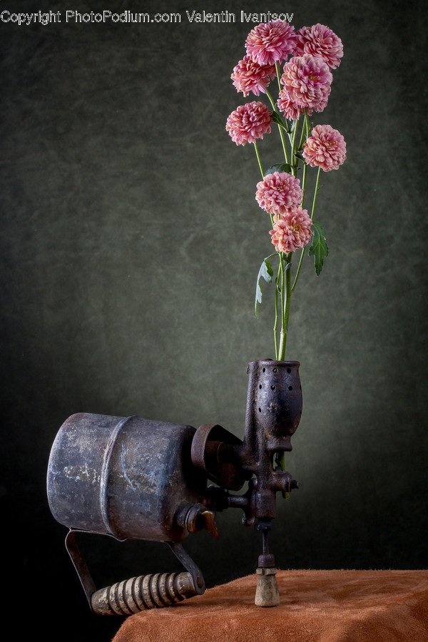 Plant, Flower, Blossom, Flower Arrangement, Ornament