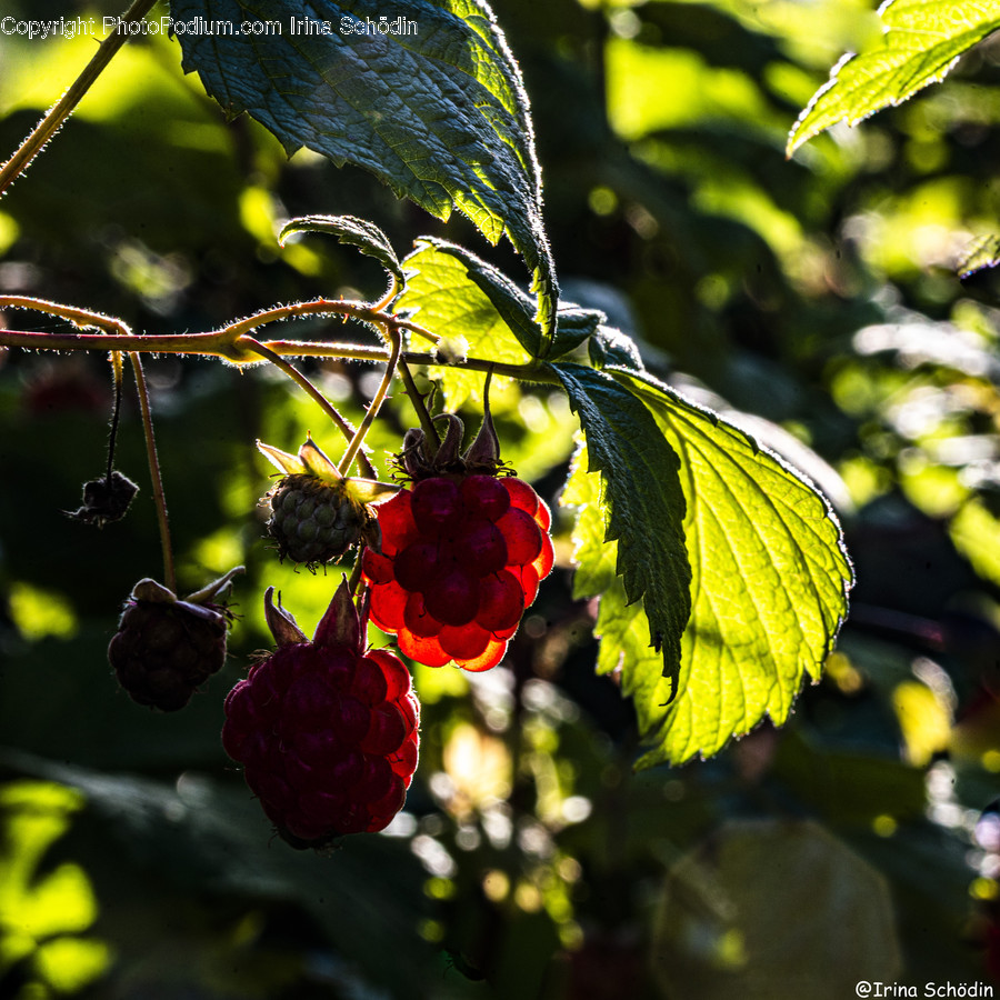 Plant, Fruit, Food, Cherry, Raspberry