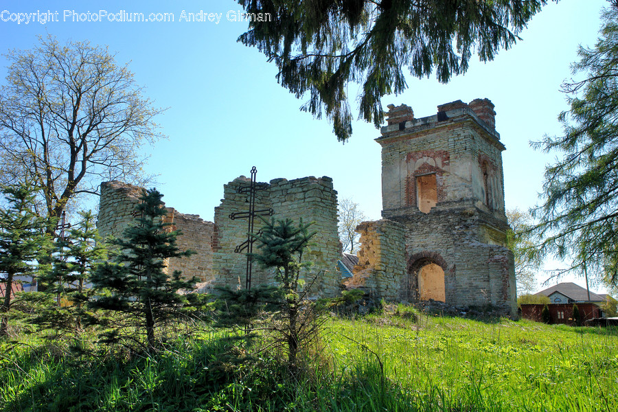 Ruins, Plant