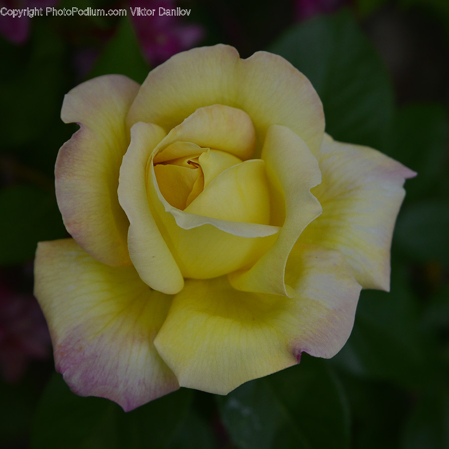 Rose, Flower, Blossom, Plant