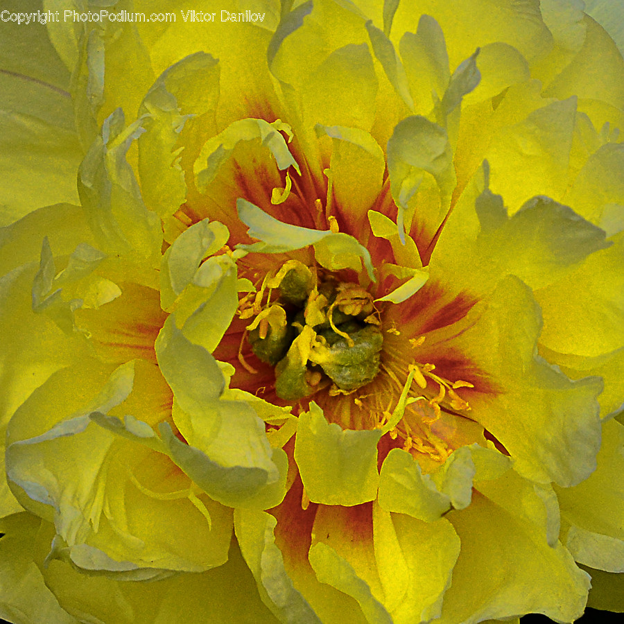 Plant, Pollen, Blossom, Peony, Flower