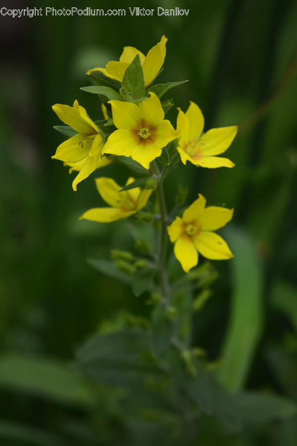 Plant, Blossom, Flower, Geranium, Pollen