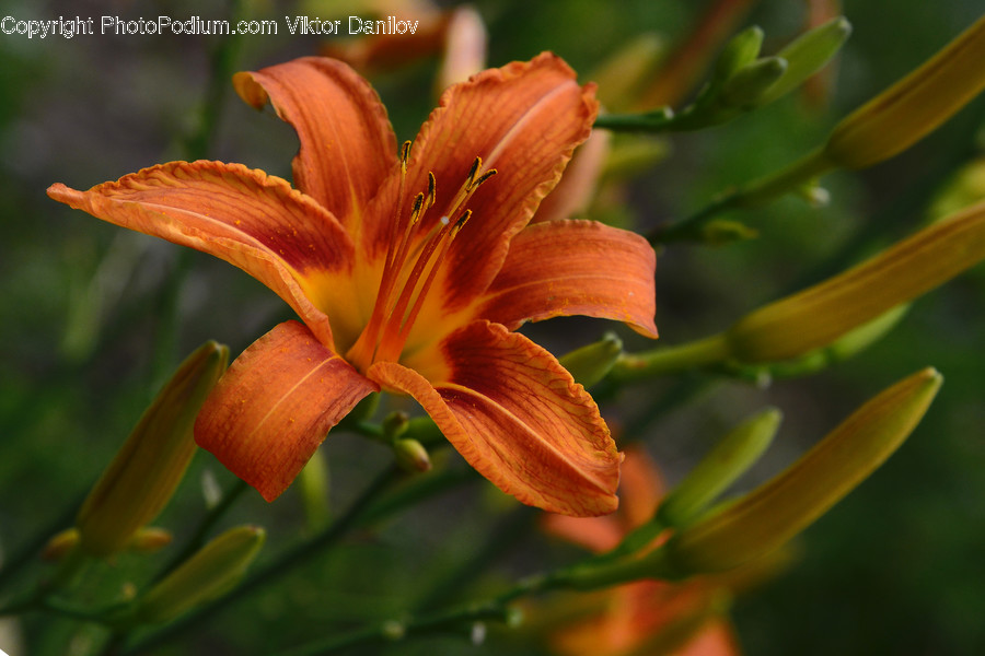 Plant, Blossom, Lily, Flower, Pollen