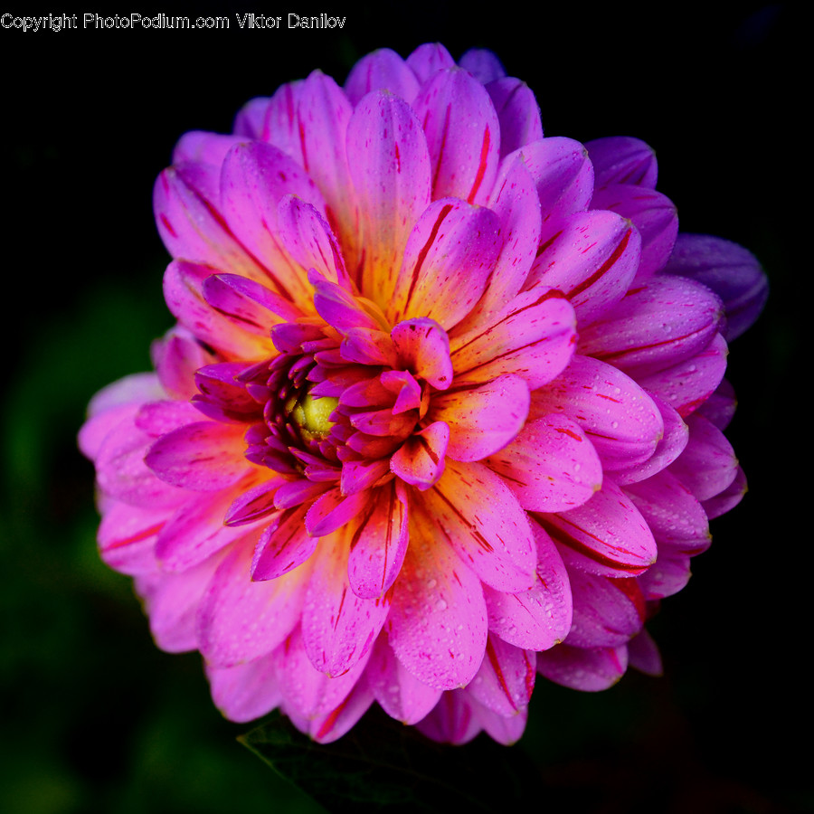 Flower, Plant, Dahlia, Blossom, Petal