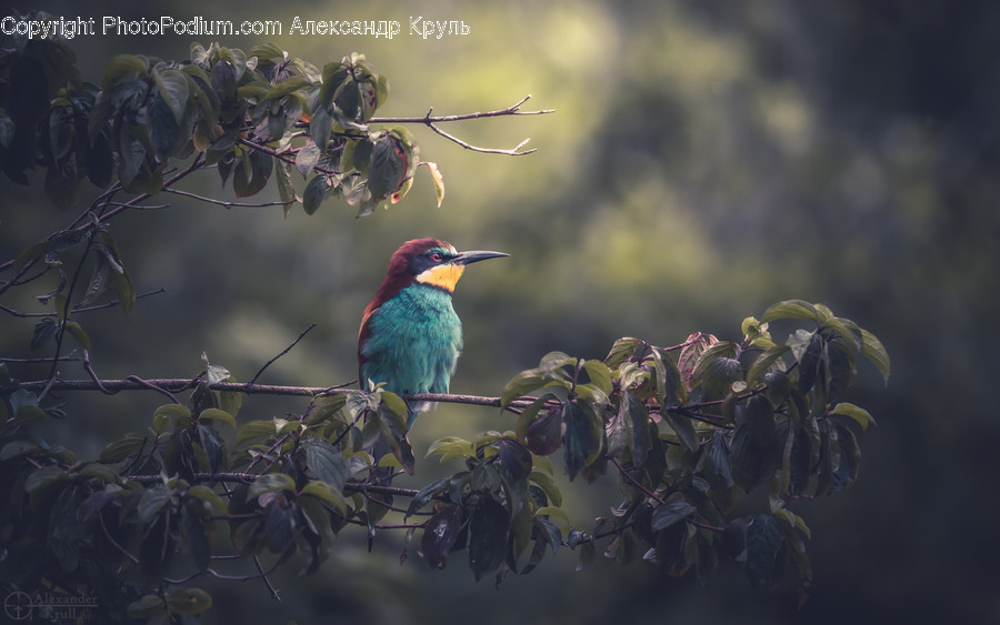 Bird, Bee Eater, Animal, Leaf, Plant