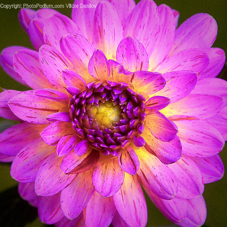 Plant, Pollen, Dahlia, Flower, Blossom