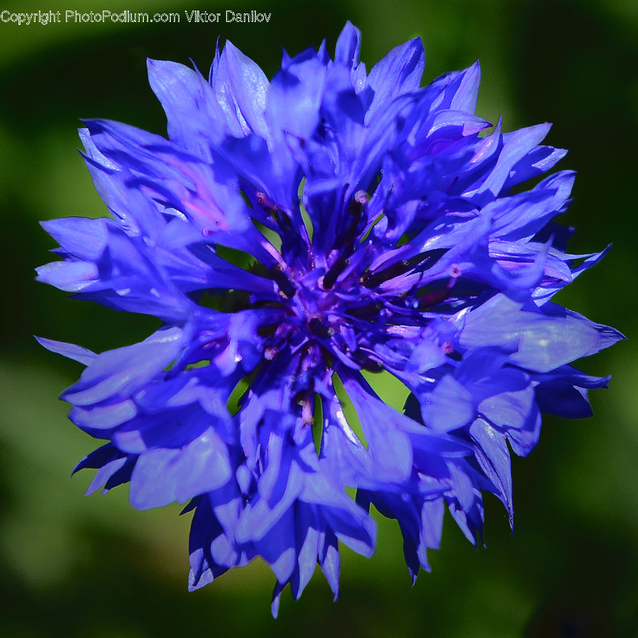 Plant, Pollen, Iris, Flower, Blossom