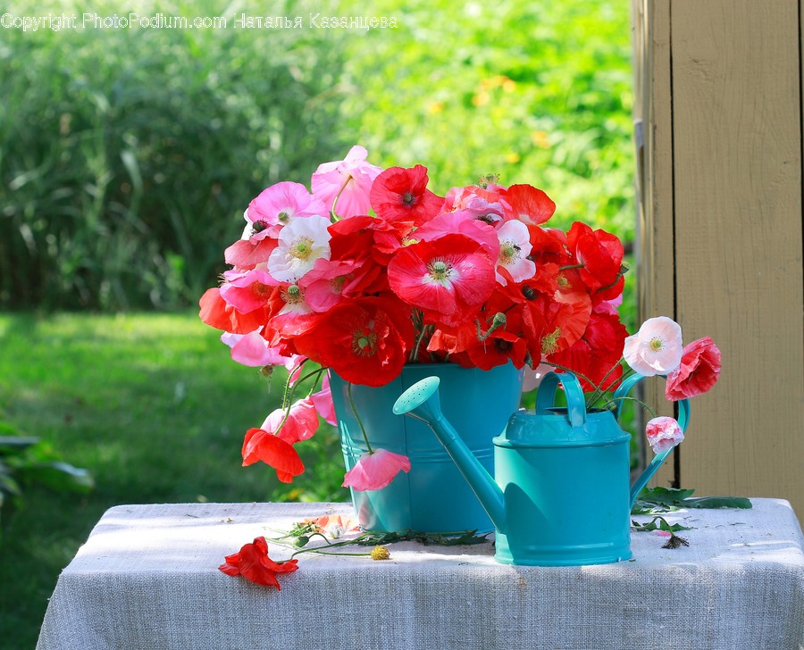 Flower, Blossom, Geranium, Plant, Flower Arrangement
