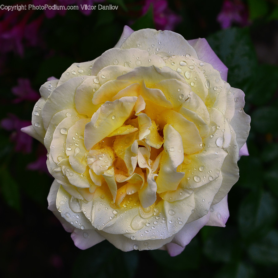 Plant, Blossom, Rose, Flower, Geranium