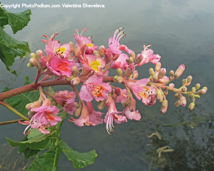 Flower, Lily, Plant, Pond Lily, Blossom, Flora, Geranium