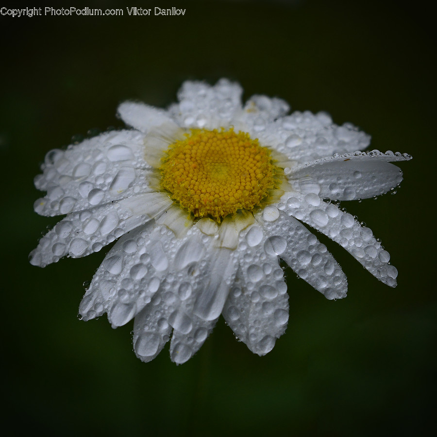 Plant, Daisies, Blossom, Flower, Daisy