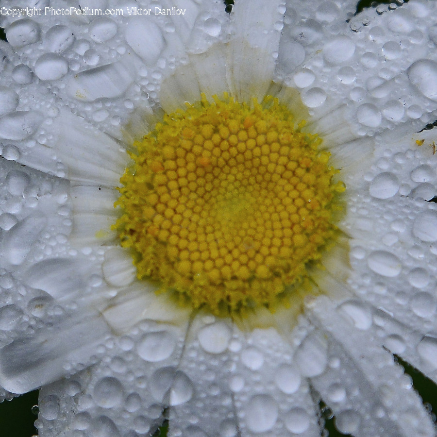 Plant, Daisies, Daisy, Blossom, Flower